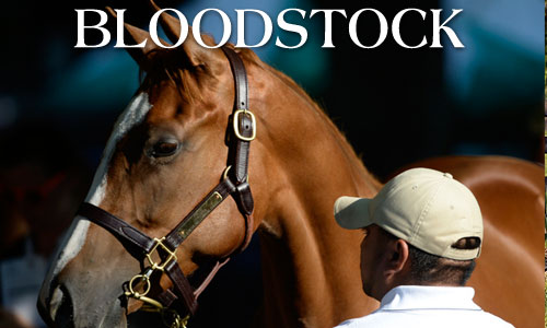 Learn About Our Bloodstock Services